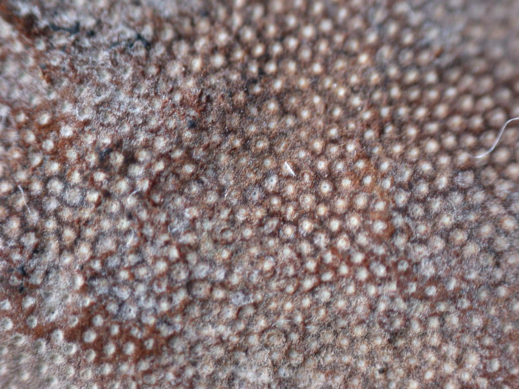 Ignoto 2.... (Fomitopsis pinicola)